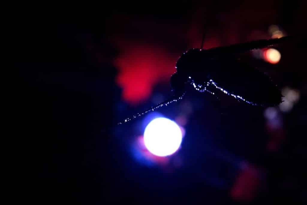 Chikungunya explose à Bergerac : 15 cas confirmés, autorités muettes