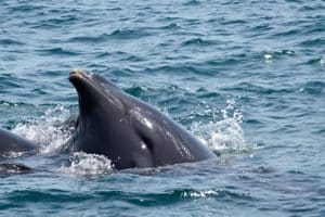 Observation des cétacés au Pays basque : le tourisme scientifique séduit