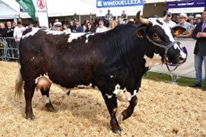 Éleveurs basques triomphent au concours national de Lezay